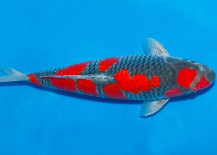 Carpa Goshiki Ornamental – Alevino e Juvenil para Criadores Carpa Goshiki Ornamental - Alevino e Juvenil para Criadores