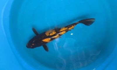 Carpa Hi Utsuri