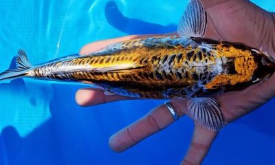 Carpa Kikuryu