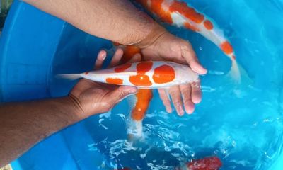 Carpa Kohaku 2
