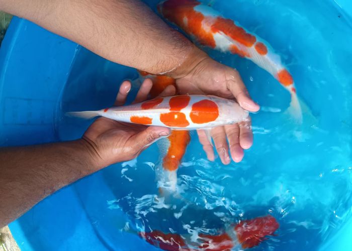 Carpa Kohaku – Alevino e Juvenil Selecionados para Criadores Carpa Kohaku - Alevino e Juvenil Selecionados para Criadores
