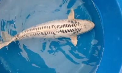 Carpa Matsuba