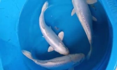 Carpa Platina