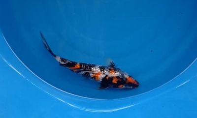 Carpa Showa