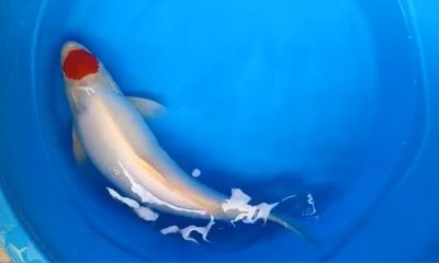 Carpa Tantyo