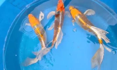 Carpa Véu