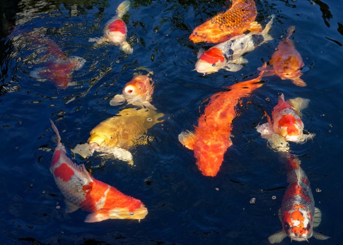Fornecedor de Alevinos de Carpa Koi para Criadores com Entrega Fornecedor de Alevinos de Carpa Koi para Criadores com Entrega