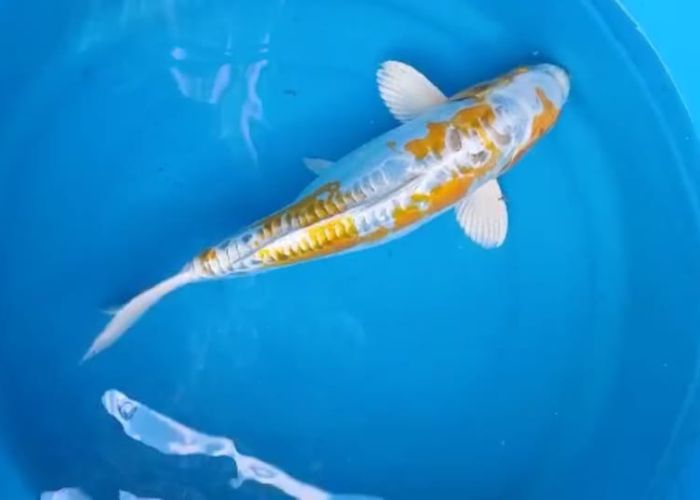 Venda de Alevinos e Juvenis de Carpa Haryhake Venda de Alevinos e Juvenis de Carpa Haryhake